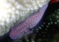  Caracanthus typicus (Hawaiian Orbicular Velvetfish, Red Spot Croucher)